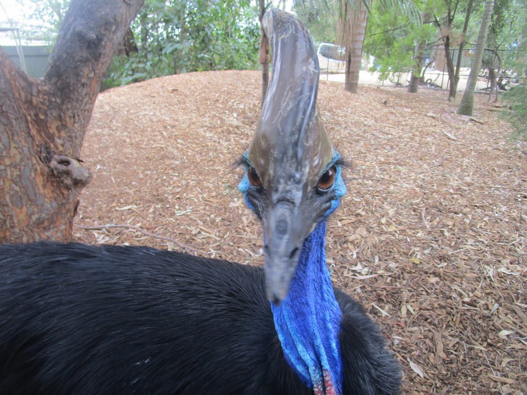 Featherdale Wildlife Park - Southern Cassowary