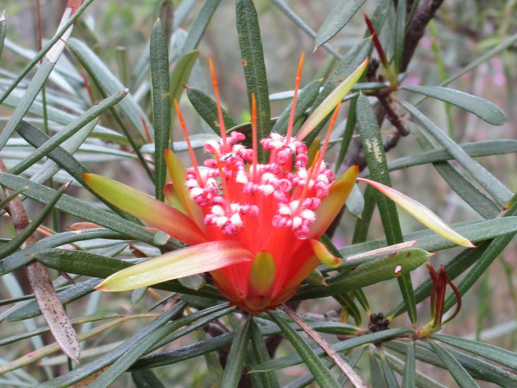 Blue Mountains - Blume