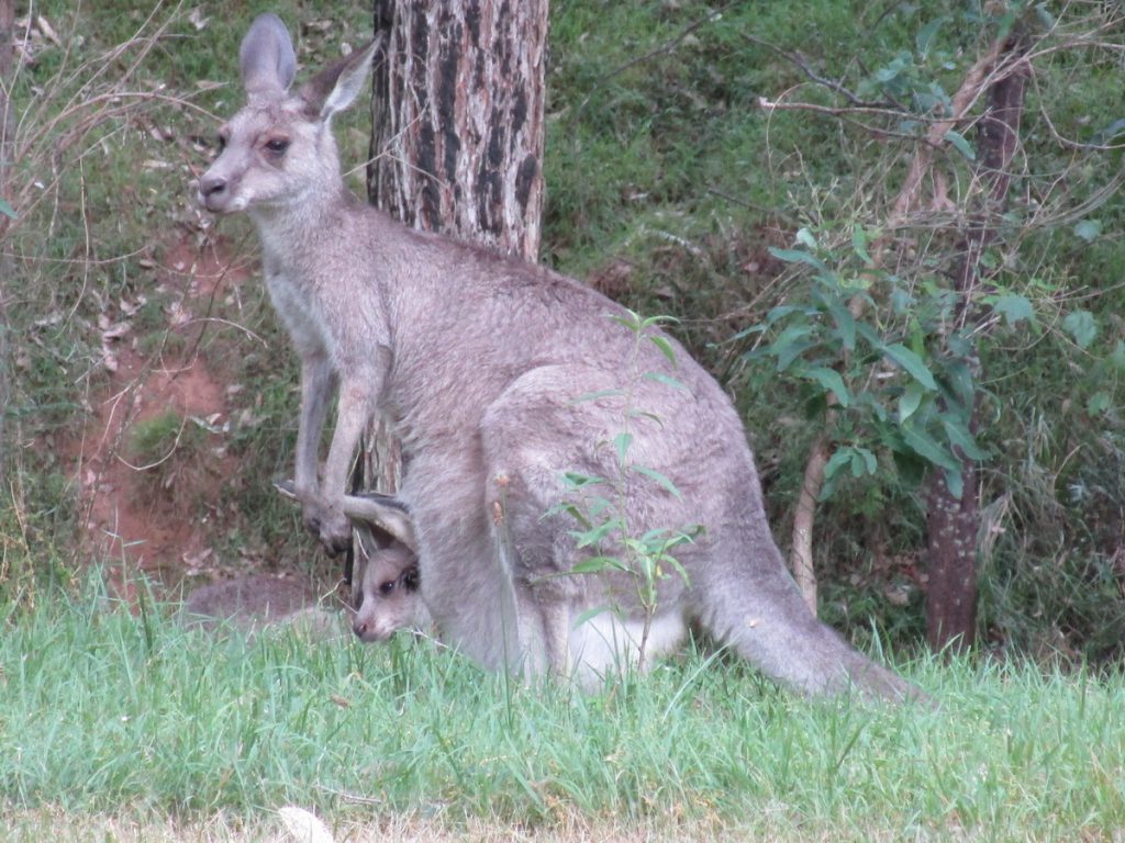 National Park bei Glenbrook - wildes Känguru mit Kind