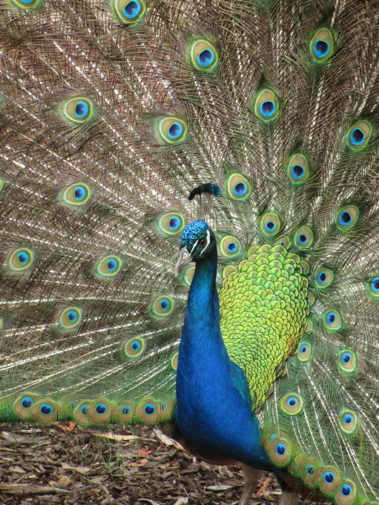 Newcastle Zoo - Pfau schlägt ein Rad