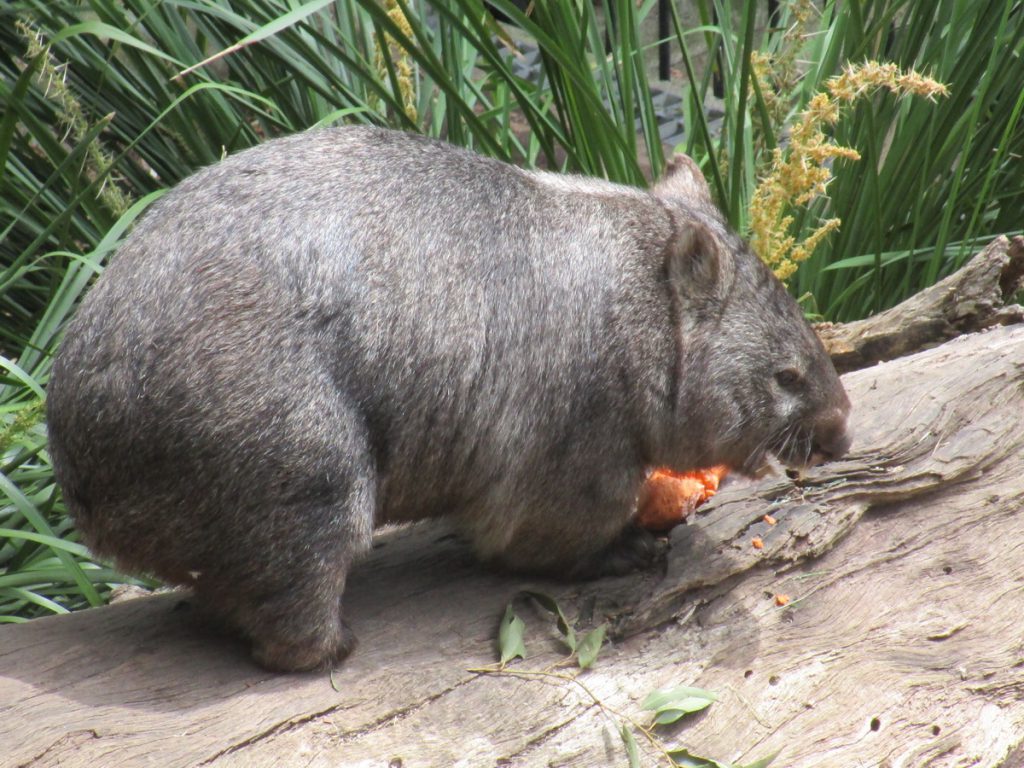 Newcastle Zoo