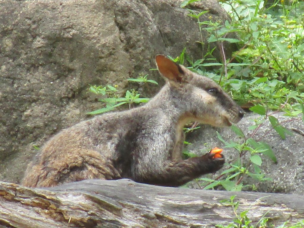 Newcastle Zoo - Känguru