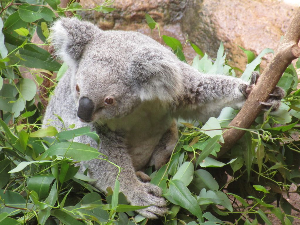 Newcastle Zoo - Koala