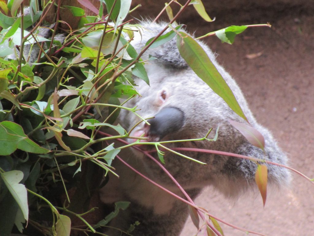 Newcastle Zoo - Koala