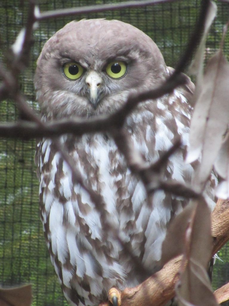 Newcastle Zoo - Eule