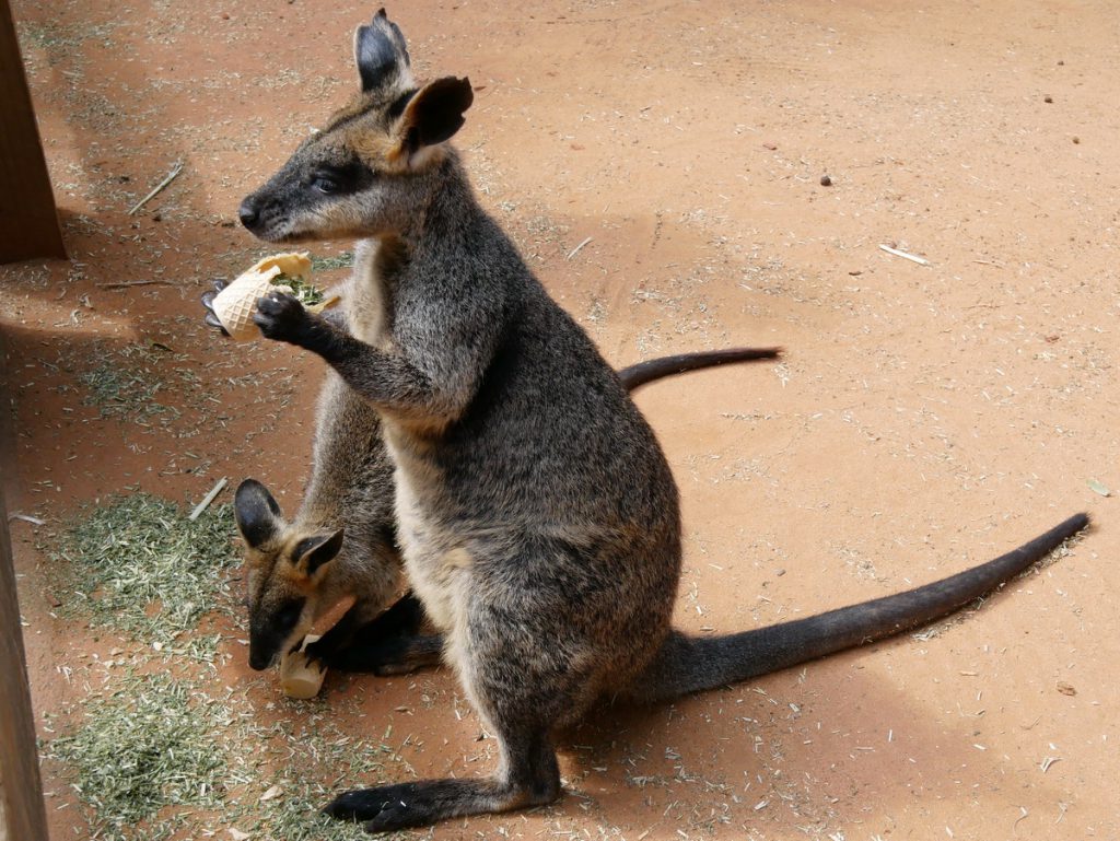 Featherdale Wildlife Park