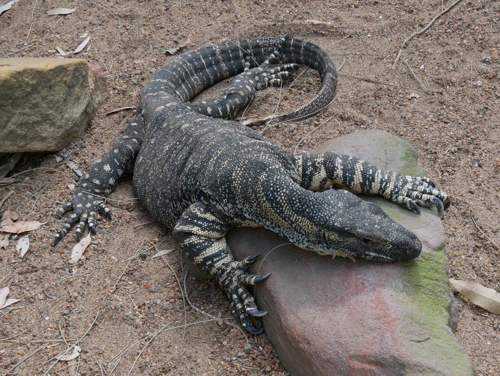 Featherdale Wildlife Park