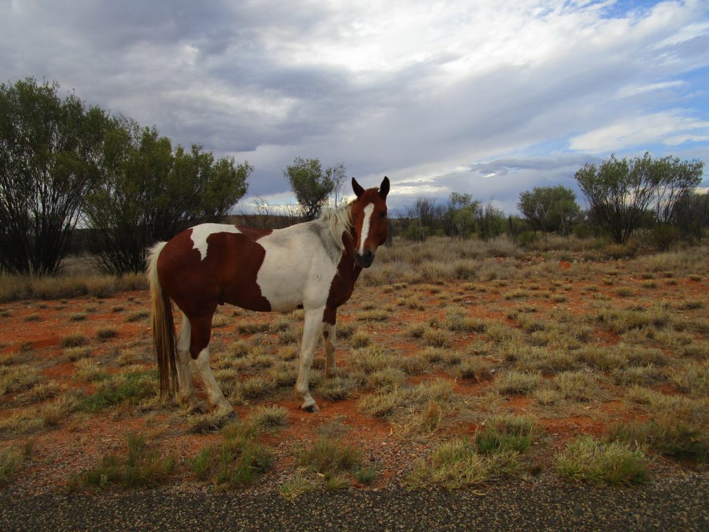 MacDonnell Ranges - Pferd