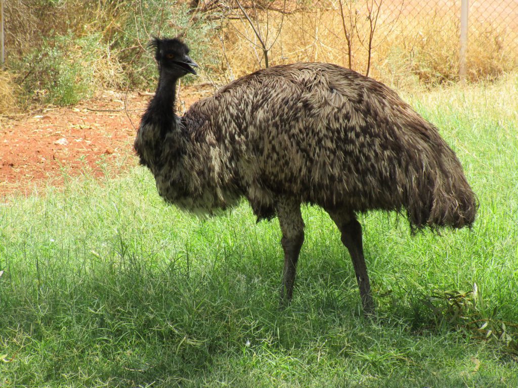 Emu