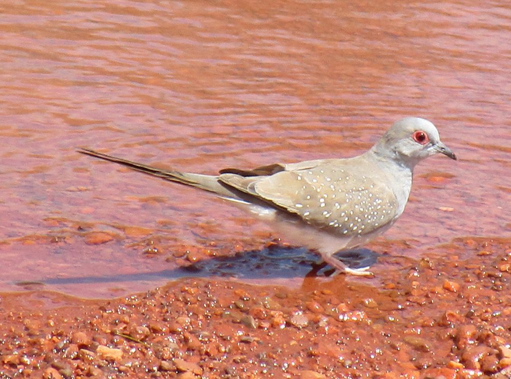 Kata Tjuta - Vogel geniesst Wasser nach Regen