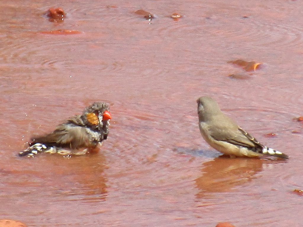 Kata Tjuta - Vögel beim Bad nach dem Regen