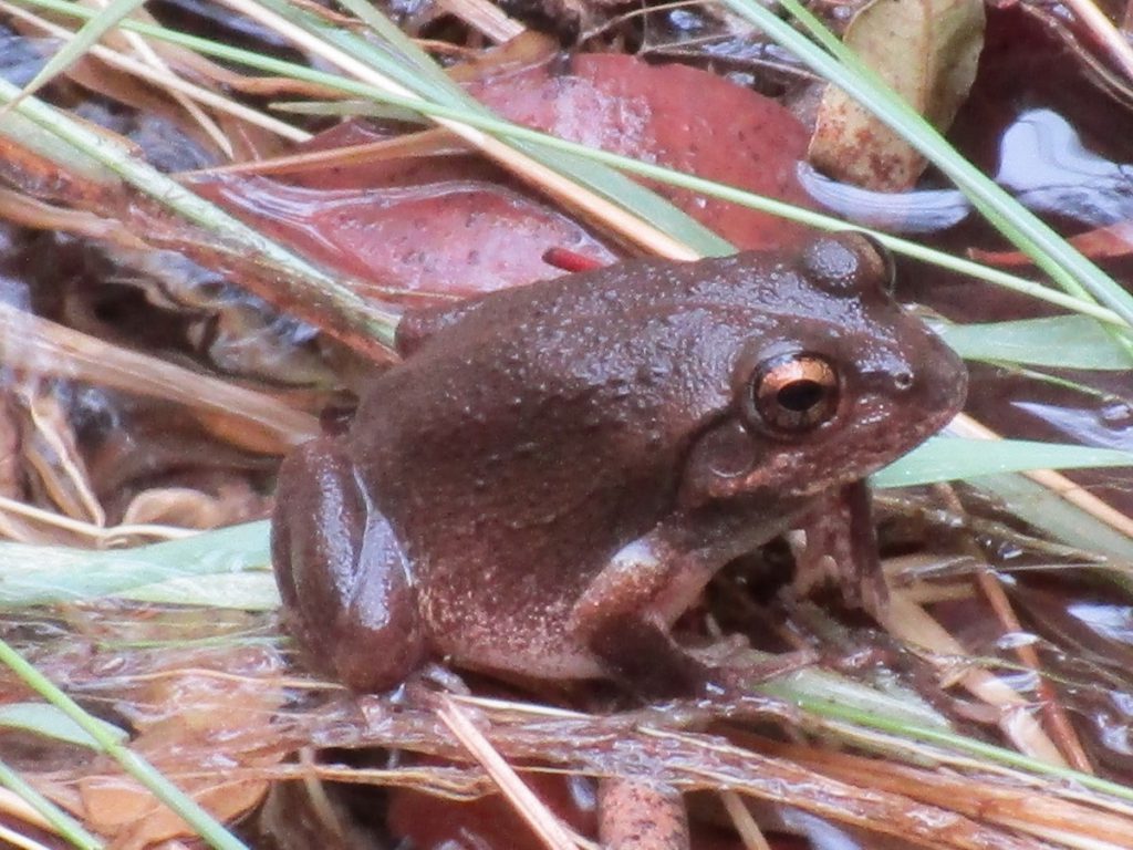 Frosch beim Wasserloch am Uluru