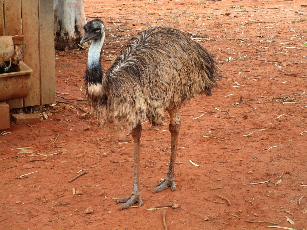 Unterwegs - Emu