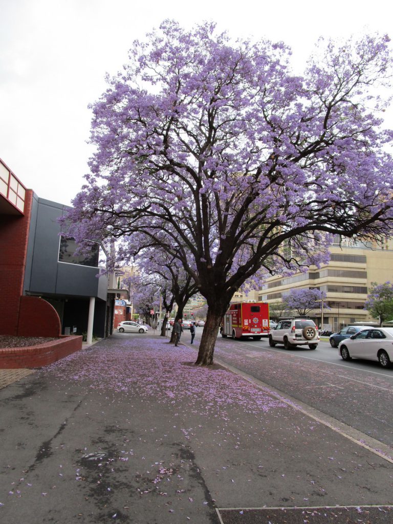 Adelaide - Jacaranda (Palisanderbaum)